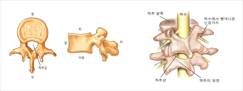 척추 뼈