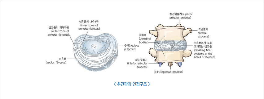 척추 뼈